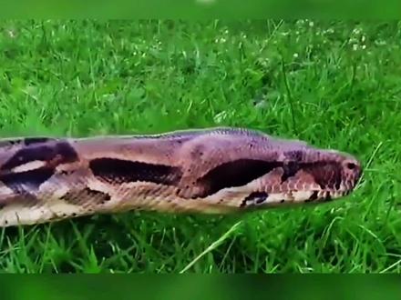 #蛇🐍 #蟒蛇 #动物世界 巨蟒捕食犰狳
