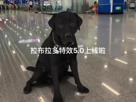 拉布拉多特效5.0 #拉布拉多特效 货拉拉拉不拉拉布拉多 拉布拉多坐下 拉布拉多特效5.0怎么用 黑色拉布拉多特效 拉布拉多 拉布拉多特效拍同款 拉布拉多5.0 狗特效拉布拉多 拉布拉多特效5.0进入 拉布拉多警长动画片 拉布拉多坐下特效 狗狗特效3d拉布拉多 拉布拉多特效怎么用 3d立体狗特效入口 狗狗3d特效 3d立体狗特效入口黑狗 超真实3d狗狗特效 3d立体狗特效 拉布拉多特效5.0 怎么拍出来的 #拉布拉多特效拍同款 #黑色拉布拉多特效入口 货拉拉拉拉布拉多 拉布拉多特效5.0 拉布拉多特效 货拉拉拉不拉拉布拉多 拉布拉多坐下 拉布拉多特效5.0怎么用 黑色拉布拉多特效 拉布拉多 拉布拉多特效拍同款 拉布拉多5.0 狗特效拉布拉多 拉布拉多特效5.0进入 拉布拉多警长动画片 拉布拉多坐下特效 狗狗特效3d拉布拉多 拉布拉多特效怎么用 3d立体狗特效入口 狗狗3d特效 3d立体狗特效入口黑狗 超真实3d狗狗特效 3d立体狗特效 拉布拉多特效5.0 怎么拍出来的 拉布拉多特效拍同款 黑色拉布拉多特效入口 货拉拉拉拉布拉多