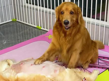 狗狗照顾怀孕媳妇真到位,这营养餐太丰盛了