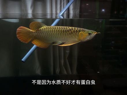 鱼缸中蛋白虫如何去除?#龙鱼高端龙鱼 #印尼红龙 #龙鱼 #养鱼日记 #养鱼人