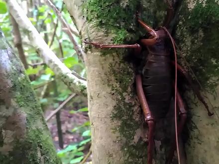 蟋蟀为啥这么大? #维塔 #沙螽 #神奇动物在抖音