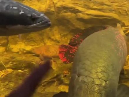 总感觉铅笔能说话,绝对对着阿哲猛喷口水。。。#铅笔#刀疤鲤#一起来看鱼