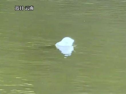 男子钓鱼用手套自制手势浮漂,看到“OK”表示中鱼。网友:没遇到你之前,我简直是在乱钓