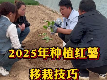 红薯怎么移栽产量高#红薯种植 #红薯移栽#红薯管理