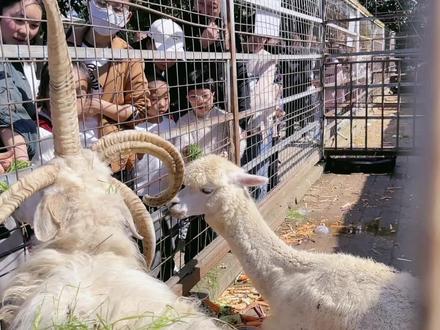 今天带你们逛凯里动物园啦