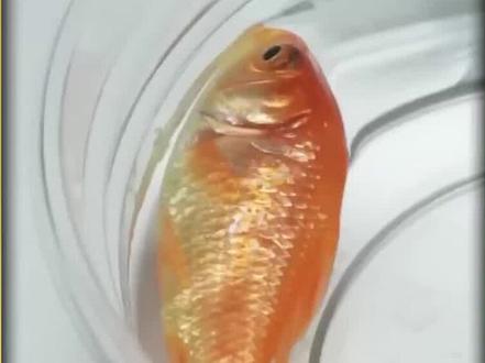 趣味实验,无法沉入水里正常游泳的鱼你见过吗?鱼儿碰到我也算是倒霉#百科知识 #知识科普 #涨知识 #关于昆虫的科普知识 #奇妙的动物 #科普 #饲养员日常 #鱼