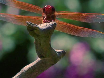 蜻蜓幼虫的捕食方式 #自然科普 #动物 #蜻蜓 #亲子