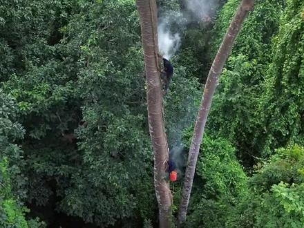 印度深山采蜜人,爬上40米高的巨树,饿了就吃中国泡面 #印度美食 #纪录片 #原始森林