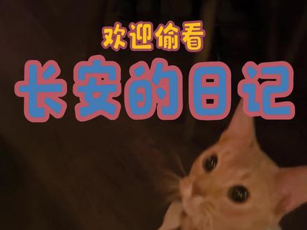 小猫猫过什么夜生活 #阿比西尼亚猫 #宠物vlog #猫咪社会化#宠物友好 #宠物友好酒吧