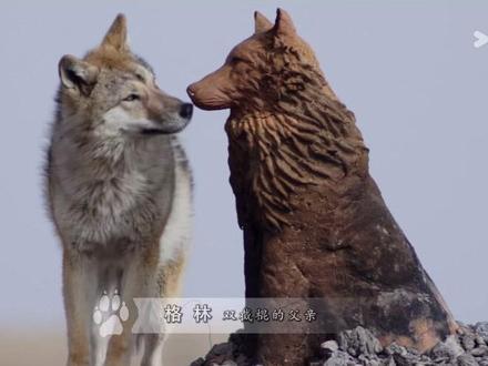 再看一万遍格林的故事
还是会为这一幕感到无比心痛
李微漪三年之后再次见到格林
居然是在她亲手为他的孩子重塑好的狼身前…
而除了格林一家
还有被迫离开群山、流浪他乡的梅花鹿
无声倒在毒饵旁的狐狸一家
仅五个月大就死于盗猎者虐杀的小狗
接连失去所有孩子的黑颈鹤父母
还有口蹄疫中只能等死的小牛犊
…
这是属于整片草原的群像悲剧
而一切始作俑者就是人类!!!
可笑的是这些盗猎和杀戮
很多时候就为了做成一件所谓光鲜亮丽的皮草
盗猎的人为了钱
可以毫无底线天理难容
但如果我们知道了这些
还去购买、去炫耀这些用生命换来的“时尚”
那我们又成了什么呢?
其实我们每个人都能做点事
最简单也最有力量的
就是拒绝动物皮草
没有买卖,就没有伤害!!!
#我笔下的格林 #重返狼群 #动物纪录片 #保护野生动物 #尊重生命