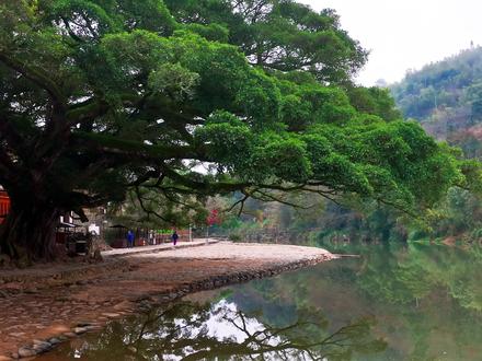 云水谣的生活,就像秋水和碧云的爱情故事,纯粹而富有诗意。 #榕树 #夫妻树 #旅行推荐官 #云水谣