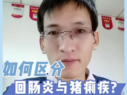 如何区分猪回肠炎与猪痢疾#猪回肠炎 #猪痢疾