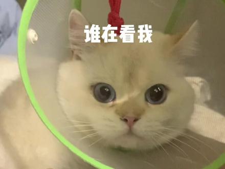 咱就是问一下入赘的小猫咪看病打骨折吗@DOU+小助手 @青岛逸达中西医结合宠物医院张艺