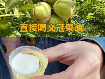 直接喝文冠果油是种什么体验#文冠果油 #品质生活 #橄榄油