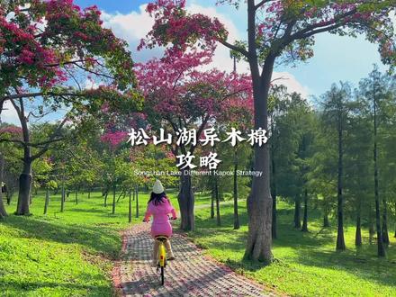 东莞松山湖异木棉花开啦 很多人不知道怎么去 这份攻略请收好 免门票免预约 骑单车看花海 还可以野餐露营 带上你的好友来一场短暂的冬日之旅吧#异木棉#松山湖 #东莞旅游攻略 #露营野餐 #东莞
