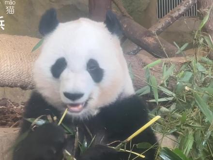 大熊猫桃浜momo酱,饲养员给宝宝喂苹果,摸摸鼻鼻,太乖咯,知道苹果从下面送进来,乖乖坐好,吃完过来吃竹子~#大熊猫 #来这吸熊猫 #熊猫宝宝 #国宝 #熊猫🐼