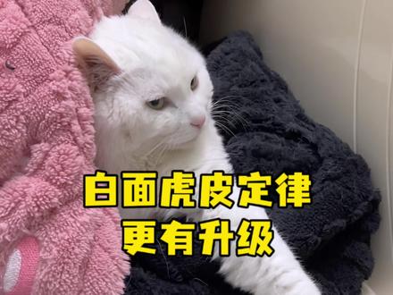 白面虎皮定律更有升级 白面馒头:一只耳朵防三三,一只耳朵防妈妈 #我的猫咪 #白猫 #狸花猫