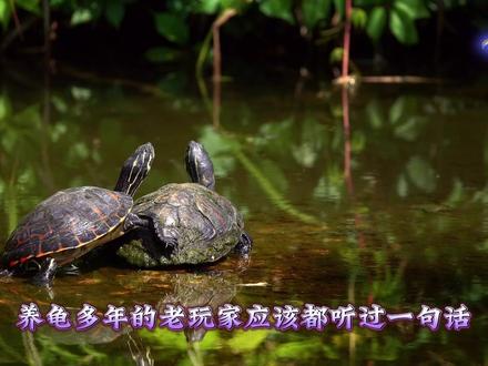时至今日哪些龟彻底崩盘掉价了呢?买跌不买涨的龟友看过来! #乌龟 #乌龟品种 #新手养龟 #水龟 #半水龟