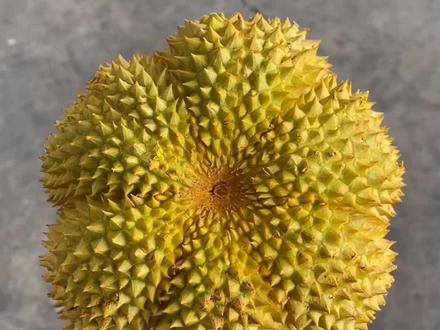 甲仑榴莲,一年只有一季,每年三、四月盛产,泰国有一句民谚“甲仑榴莲纱笼脱”意思是姑娘们宁愿脱下群子卖掉👗 =💰 也要饱尝一顿...#水果 #同城热门 #三农 #新鲜应季水果 #榴莲 @抖音小助手