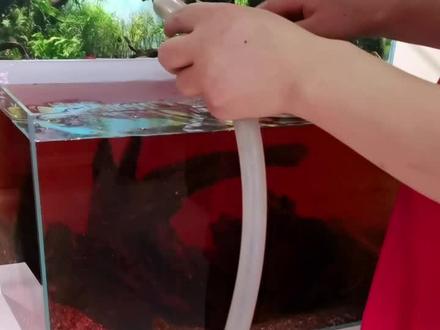 起锅烧油煮沉木?你还是算了吧!#水草造景 #沉木