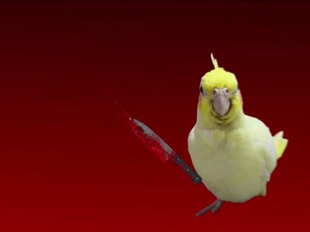 666依旧编瞎话原创@易燃🔥 #鹦鹉 #杀人诛心 #鹦鹉meme #搞笑 #急急如意令