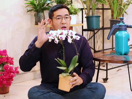 蝴蝶兰怎么养?园艺师教你,蝴蝶兰的详细养护技巧#养花