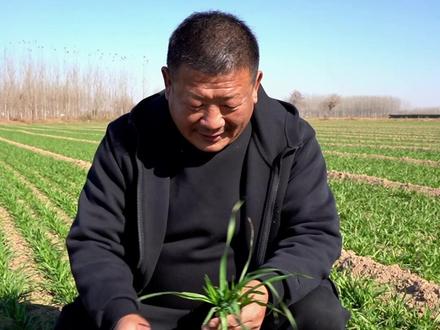 好麦苗被羊啃 羊倌无心办了好事