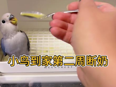 《小鸟断奶篇》快来看!#手养鹦鹉 #鹦鹉日常 #鹦鹉