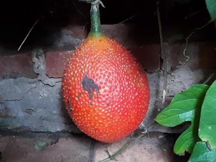 这是我们南方的苦瓜!来自天堂的水果木鳖果 #水果 #木鳖果 #木鳖子