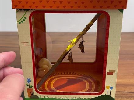 已经期待金蝶破壳而出了#蝴蝶 #蝴蝶别墅 #蝴蝶蛹