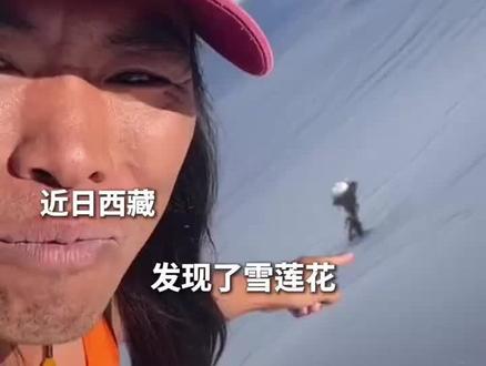 男子在海拔六千米雪山发现雪莲花,感叹生命力的强大!愿见者好运“莲莲”(来源:新华社快看)