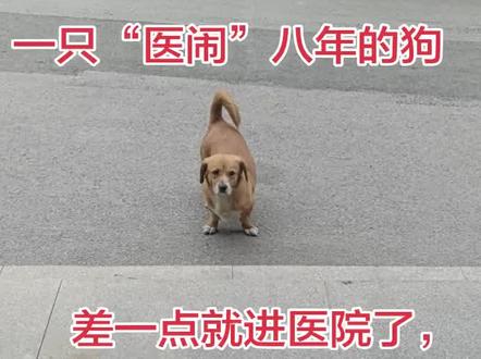 就差临门一脚,给毛孩子吓坏了! #世界破烂小狗可可爱爱 #记仇的狗狗 #上热门🔥