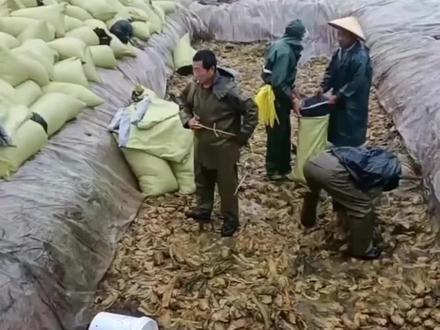 315还没到,椰子水先塌房了#315 #椰子 #椰子水