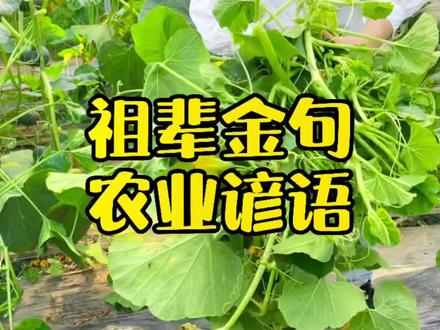 老一辈人留下来的种植谚语真的很准#种菜 #农业种植 #农业 @DOU+小助手