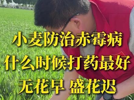 小麦防治赤霉病什么时候打药?无花早,盛花迟,见花打药正当时 #赤霉病 #赤霉病防治 #诺普信爱丰收 #爱丰收真丰收 #农民种地不容易