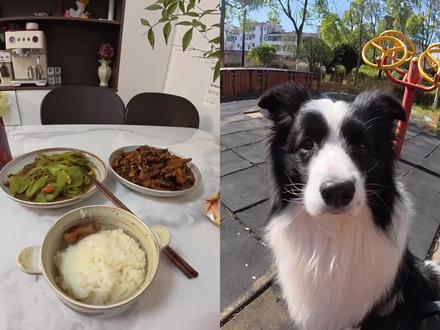 第178集|养宠日常vlog、不是抱怨、碎碎念~连续拍视频➕出门玩、都没啥空子剪视频、又赶上第二天就要发布视频、疯狂加班剪视频到凌晨4点、终于剪完并定时发布、熬夜冠军🏆、
近期也看到有宝子问榔榔的熟自制配比:
白肉:33%、红肉:37%(如果有鱼类,白肉或红肉会减10%)肌肉组织7%、贝类3%、其它内脏5%、肝脏5%、果蔬10%(这个实际量每次都不稳定、但基本每次都超10%、剩下的就是各种补剂,另外这段时间槟榔是白天吃狗粮100克、晚上吃的是半天量的熟自制,所以目前也没有全天都是熟自制)。
关于熟自制我是下载嗷呜app来计算熟自制配比的、不建议大家直接使用榔榔的熟自制配比、第一是因为我目前也还在学习当中、第二是每个狗狗的需求不一样,根据自家狗狗的实际情况去研究配比,选出适合自家狗宝的熟自制配比会更好。祝大家都能把狗宝养的健健康康的~#萌宠 #日常vlog #不养狗不知道养狗的乐趣 #日常分享 #萌宠出道计划