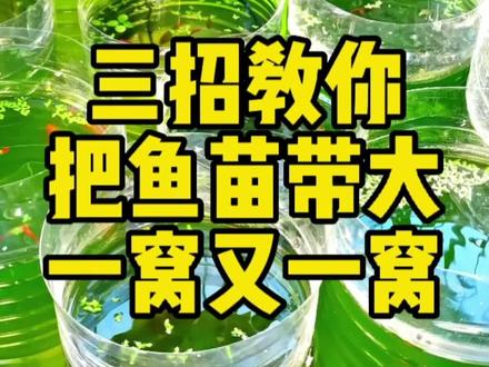三招教你把鱼苗带大一窝又一窝,新手一次就成功#孔雀鱼鱼苗 #孔雀鱼 #鱼苗吃什么长的快 #孵化丰年虾喂鱼
