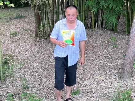 杂竹净环嗪酮杀大树,杀竹子,杀顽固性杂草灌木效果好#杂竹净 #环嗪酮除草剂 #环嗪酮杀竹子 #环嗪酮颗粒使用方法