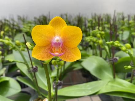 蝴蝶兰品种介绍:带香味,蜡质花,双花枝,小花型