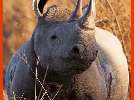 遇事不决,先顶你肺再说#万物皆有灵性 #动物成精 #动物的迷惑行为 #犀牛