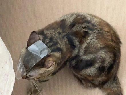 狸花猫到底有多聪明 猫届爱因斯坦#狸花猫 #底层代码#猫咪的迷惑行为