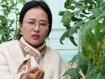 大口感果蔬两用番茄——泰番4307 #泰山番茄 #泰山番茄创新研究院