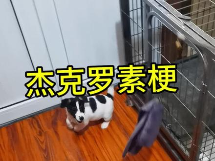 玩杰克罗素梗避坑篇