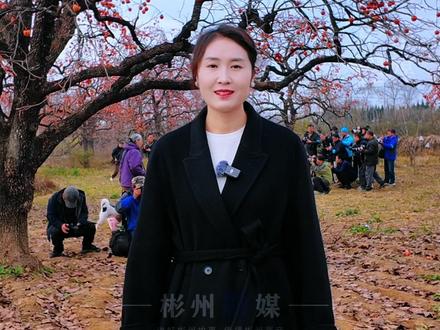 彬州柿乡打卡全攻略|不止金黄柿子,还有舌尖上的惊喜 #柿子熟了 #彬州 #罗店村 #热点