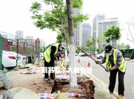 树木根拱路面原因与处理(下#园林景观 #城市建设 #园林绿化 )