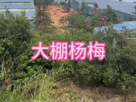 大棚杨梅到底还有几天可以吃呢😋#种植基地 #果农的生活