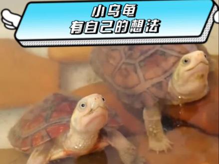 乌龟行为表现#养龟日常 #龟龟🐢 #养龟人