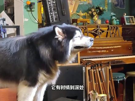 十月四大抽象狗子#动物 #良子 #离谱 #小狗