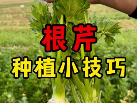 根芹种植小技巧#新农人计划2023 #抖音助农 #根芹 #农业种植 #种植小技巧