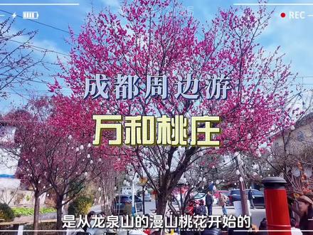 成都龙泉的桃花开啦!新春快带家人朋友一起出游啦!#万和桃庄#龙泉山桃花#春日赏花#团建#刨猪宴